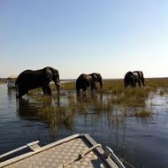 Chobe National Park. Chobe, Botswana