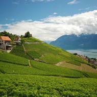 Lavaux, Vineyard Terraces. Epesses, Switzerland