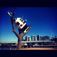 Cow up a Tree. Docklands, Australia